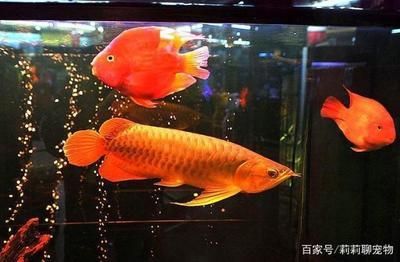 龍魚打架怎么辦？：如何解決龍魚打架的問題？
