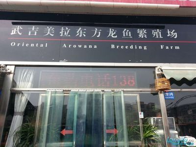 天津中環哪家龍魚好（在天津中環地區尋找優質的龍魚店鋪需要一些研究和比較）