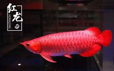 天津中環哪家龍魚好（在天津中環地區尋找優質的龍魚店鋪需要一些研究和比較）