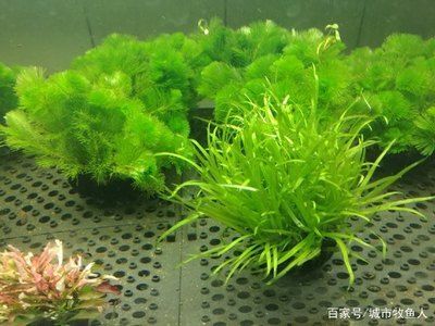 天津中環哪家龍魚好（在天津中環地區尋找優質的龍魚店鋪需要一些研究和比較）