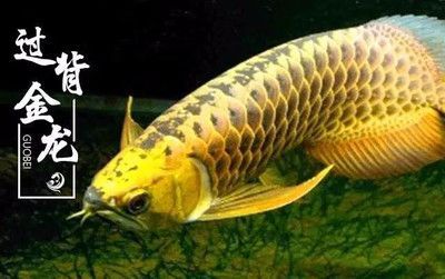 天津中環哪家龍魚好（在天津中環地區尋找優質的龍魚店鋪需要一些研究和比較）