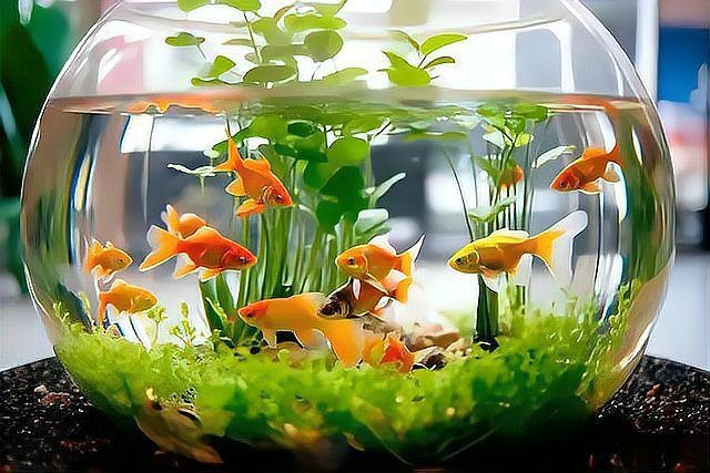 金魚喂什么食物好