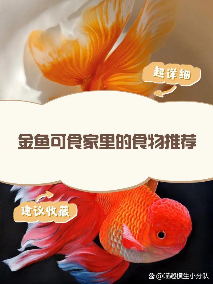 金魚喂什么食物好