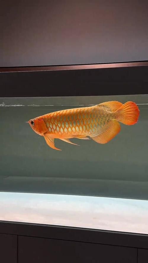 我要看龍魚圖片