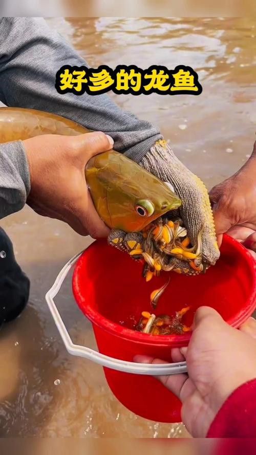 我要看龍魚圖片
