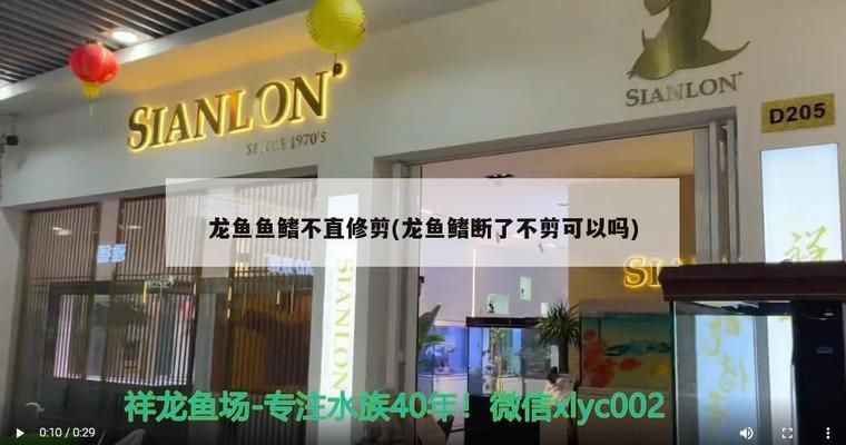 龍魚鰭斷了不剪可以嗎：龍魚鰭斷了是否剪掉需要根據具體情況來判斷是否剪掉 龍魚鰭斷了不剪可以嗎：龍魚鰭斷了是否剪掉需要根據具體情況來判斷是否剪掉 龍魚百科 第1張