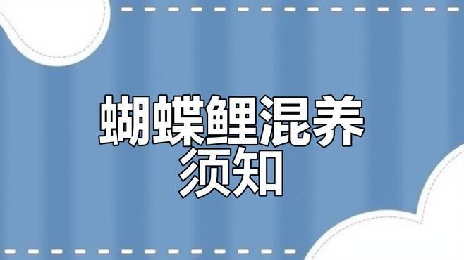 龍魚能跟蝴蝶鯉混養嗎怎么養