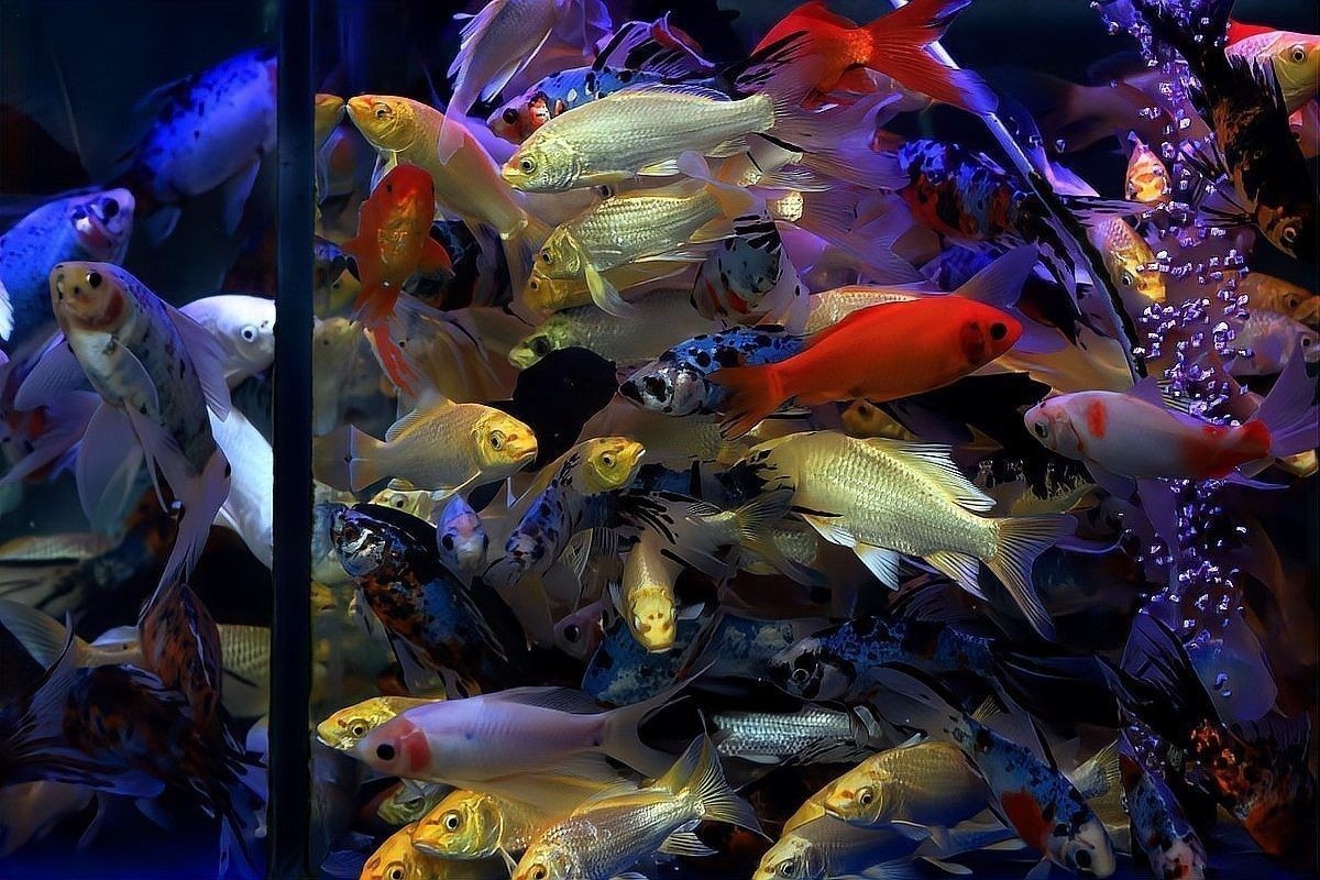 龍魚能跟蝴蝶鯉混養嗎怎么養
