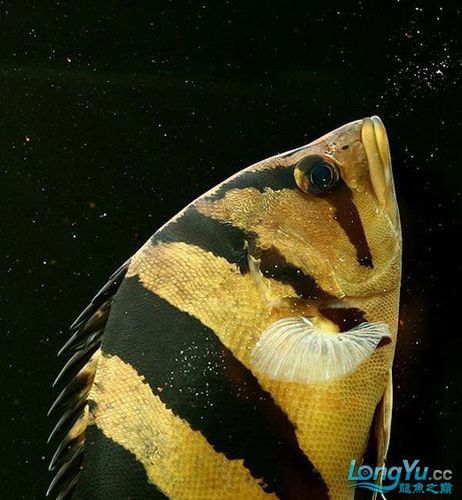 紅龍魚混養最佳伴侶魚類圖片 紅龍魚混養最佳伴侶魚類圖片 龍魚百科 第2張