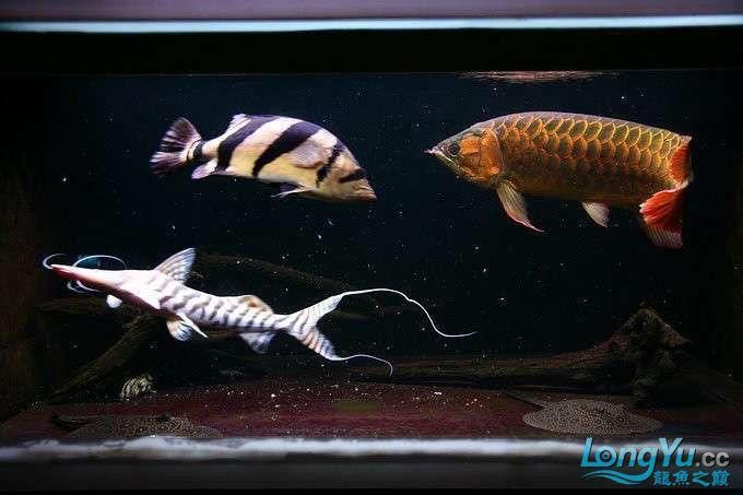 紅龍魚混養最佳伴侶魚類圖片 紅龍魚混養最佳伴侶魚類圖片 龍魚百科 第6張