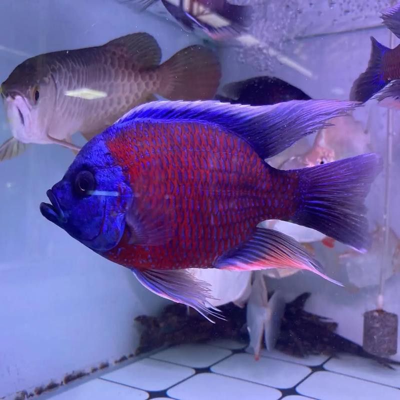 紅龍魚混養最佳伴侶魚類圖片 紅龍魚混養最佳伴侶魚類圖片 龍魚百科 第4張
