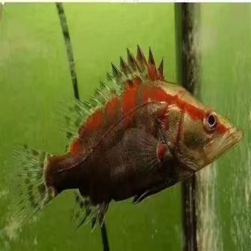 紅龍魚混養最佳伴侶魚類圖片 紅龍魚混養最佳伴侶魚類圖片 龍魚百科 第9張