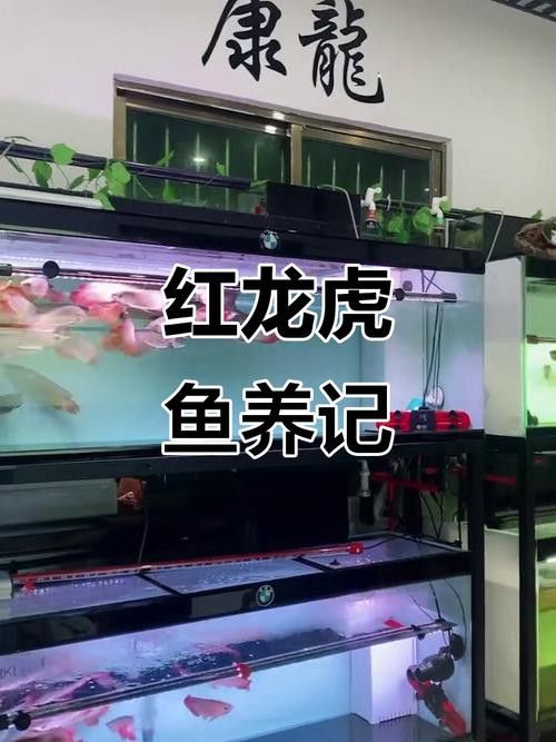 紅龍魚混養最佳伴侶魚類圖片 紅龍魚混養最佳伴侶魚類圖片 龍魚百科 第7張