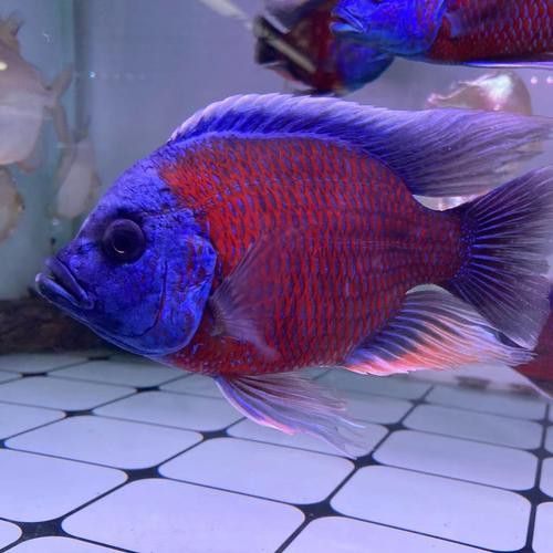 紅龍魚混養最佳伴侶魚類圖片 紅龍魚混養最佳伴侶魚類圖片 龍魚百科 第17張