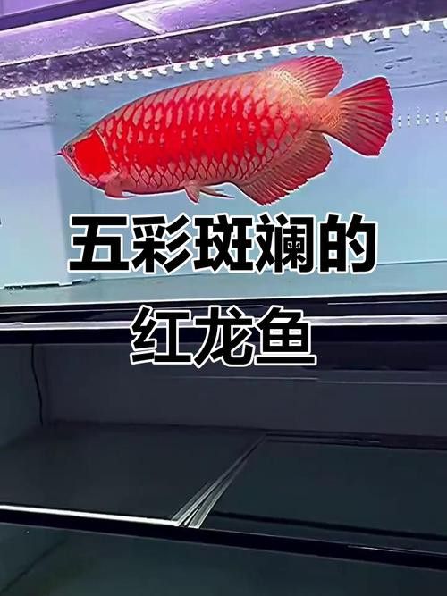 紅龍魚混養最佳伴侶魚類圖片 紅龍魚混養最佳伴侶魚類圖片 龍魚百科 第20張
