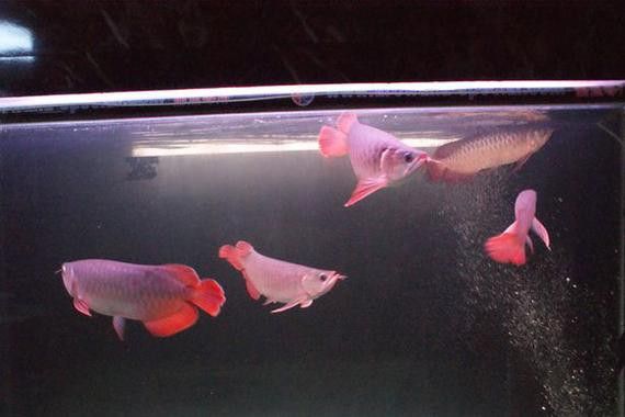 紅龍魚混養最佳伴侶魚類圖片 紅龍魚混養最佳伴侶魚類圖片 龍魚百科 第34張