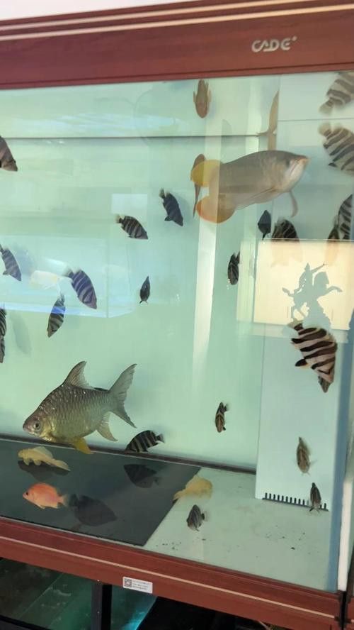 紅龍魚混養最佳伴侶魚類圖片 紅龍魚混養最佳伴侶魚類圖片 龍魚百科 第42張