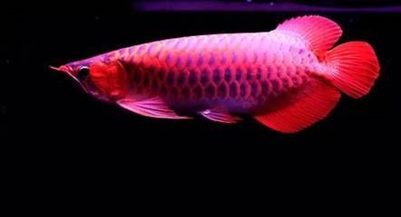 有沒有更多金龍魚魚缸的圖片啊：探索金龍魚魚缸的世界，更多圖片的發(fā)現(xiàn)