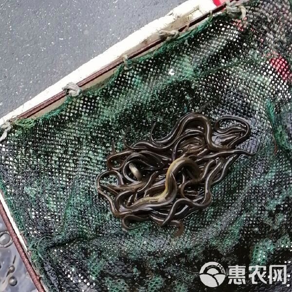 龍鰍魚的價格是多少？