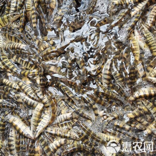 龍鰍魚的價格是多少？