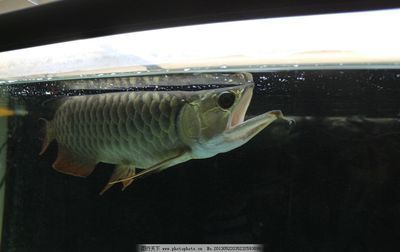 九條龍魚需要多大的缸才能養(yǎng)：飼養(yǎng)龍魚的魚缸尺寸 九條龍魚需要多大的缸才能養(yǎng)：飼養(yǎng)龍魚的魚缸尺寸 龍魚百科 第1張