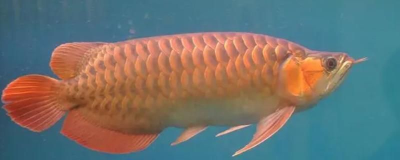 龍魚好還是錦鯉好（選擇龍魚還是錦鯉，主要取決于個人的喜好和飼養條件）