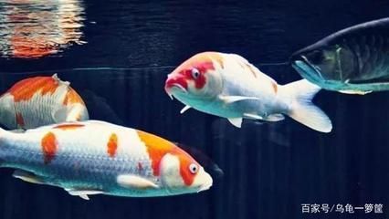 龍魚好還是錦鯉好（選擇龍魚還是錦鯉，主要取決于個人的喜好和飼養條件）