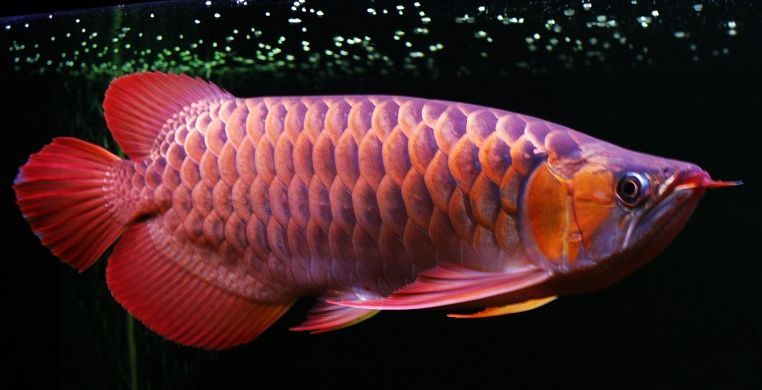 紅龍魚長什么樣（關于紅龍魚的詳細介紹）