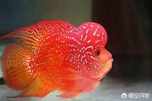 紅龍魚跟什么魚混養(yǎng)最好