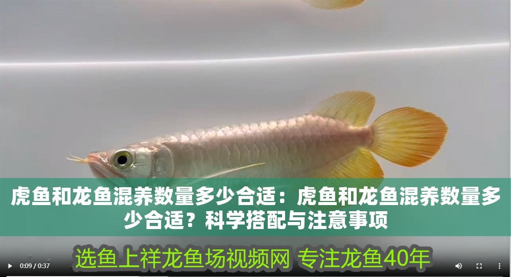 虎魚和龍魚混養(yǎng)數(shù)量多少合適：虎魚和龍魚混養(yǎng)數(shù)量多少合適？科學(xué)搭配與注意事項(xiàng)