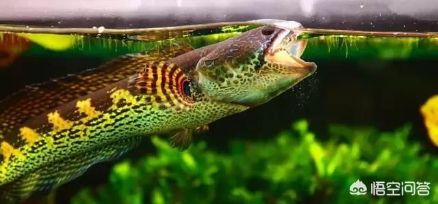 龍魚吃小蝦好還是吃小魚好（吃小蝦好還是吃小魚好） 龍魚吃小蝦好還是吃小魚好（吃小蝦好還是吃小魚好） 龍魚百科 第2張