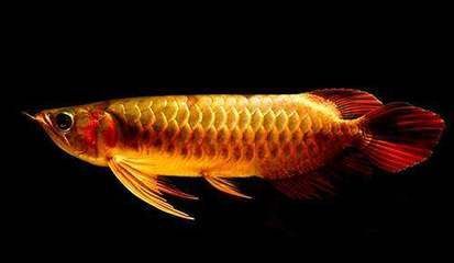 龍魚吃小蝦好還是吃小魚好（吃小蝦好還是吃小魚好） 龍魚吃小蝦好還是吃小魚好（吃小蝦好還是吃小魚好） 龍魚百科 第3張