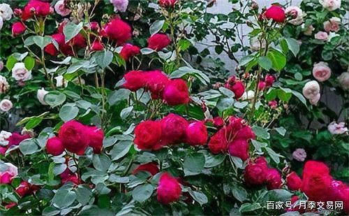 紅龍和粉龍哪個花更大？ 紅龍和粉龍哪個花更大？ 龍魚百科 第4張