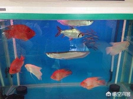 銀龍魚水溫多少合適鸚鵡魚最適合溫度：銀龍魚和鸚鵡魚最適宜的水溫在這個范圍內是非常重要的