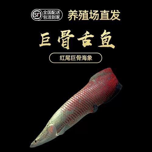 彩虹雷龍魚公母區(qū)分圖片