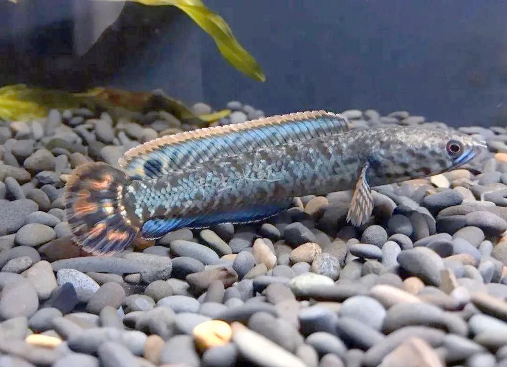 彩虹雷龍魚公母區(qū)分圖片