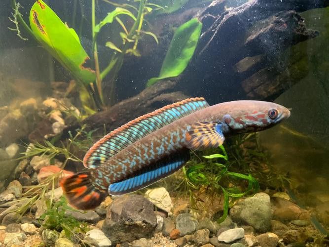 彩虹雷龍魚公母區(qū)分圖片