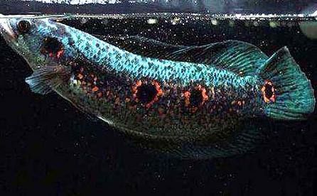彩虹雷龍魚公母區(qū)分圖片
