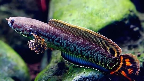 彩虹雷龍魚公母區(qū)分圖片