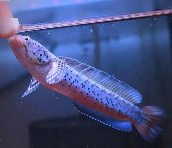 彩虹雷龍魚公母區(qū)分圖片