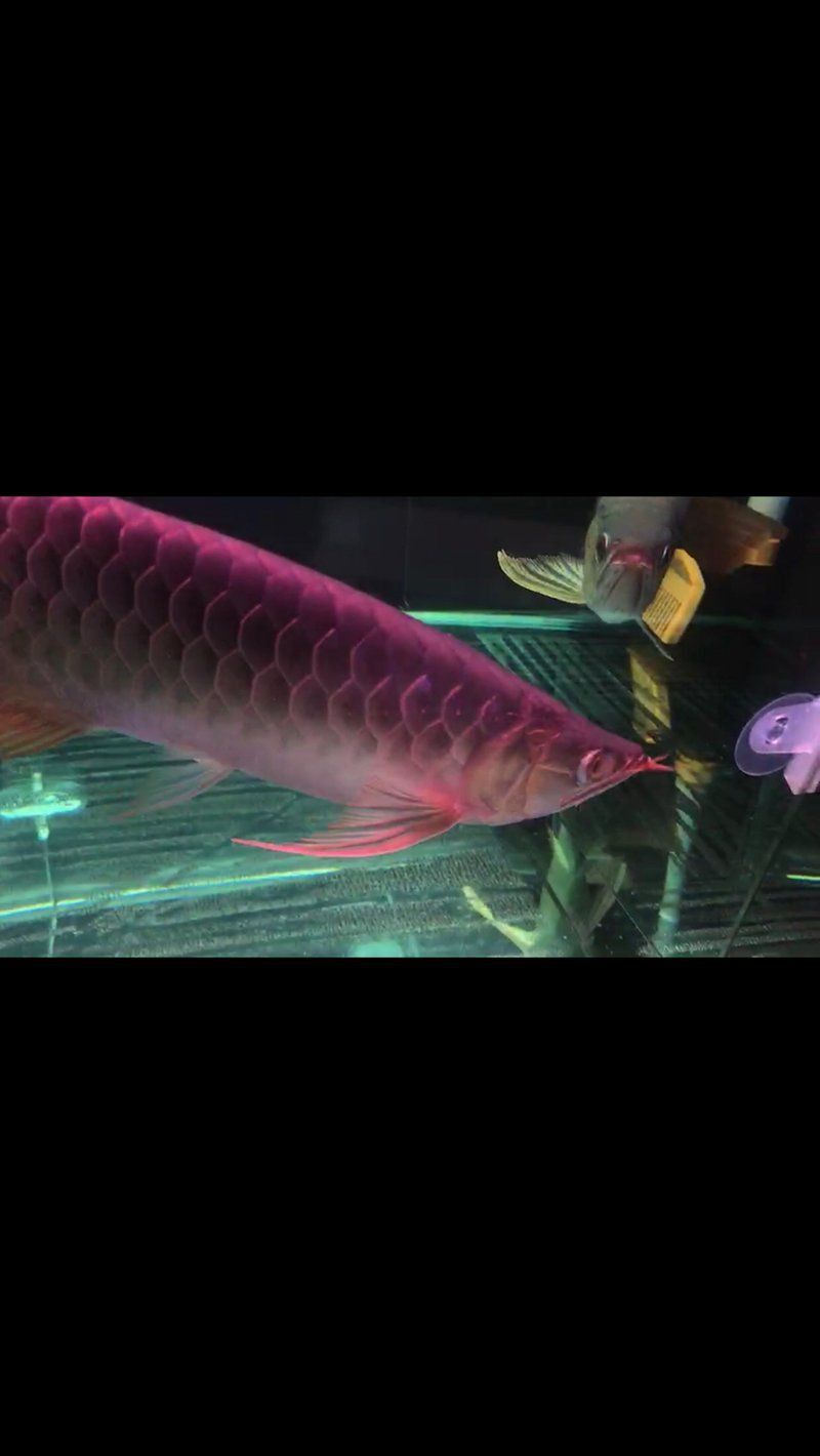 龍魚蒙眼病治療期間需要禁食嗎？ 龍魚蒙眼病治療期間需要禁食嗎？ 龍魚百科 第5張