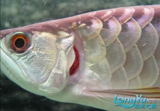 龍魚(yú)翻鰓中期如何治療？ 龍魚(yú)翻鰓中期如何治療？ 龍魚(yú)百科 第4張