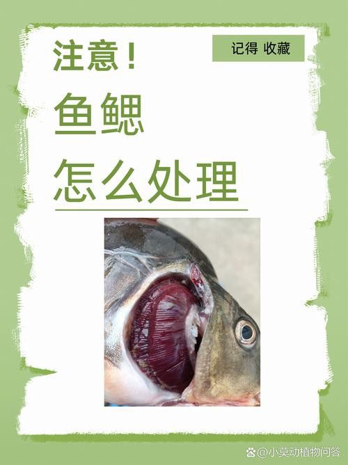 如何預(yù)防龍魚鰓蓋穿孔復(fù)發(fā)？