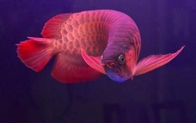 紅龍魚死了有什么預(yù)兆：紅龍魚死亡前的疾病預(yù)兆