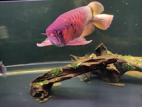 紅尾皇冠魚和金龍魚能混養嗎圖片
