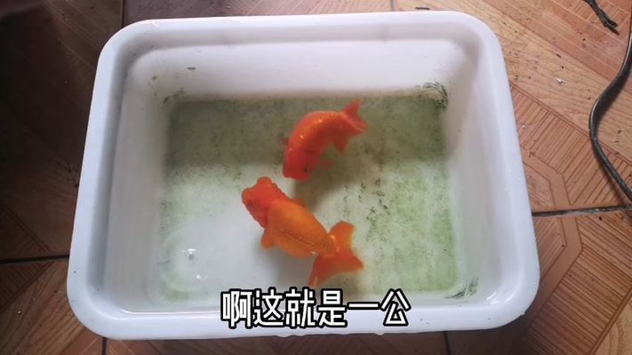 如何區分金龍魚公母：金龍魚公母鑒別