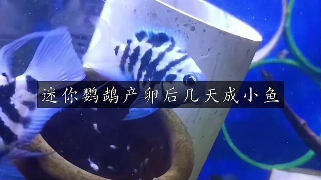 迷你鸚鵡魚(yú)卵孵化要幾天