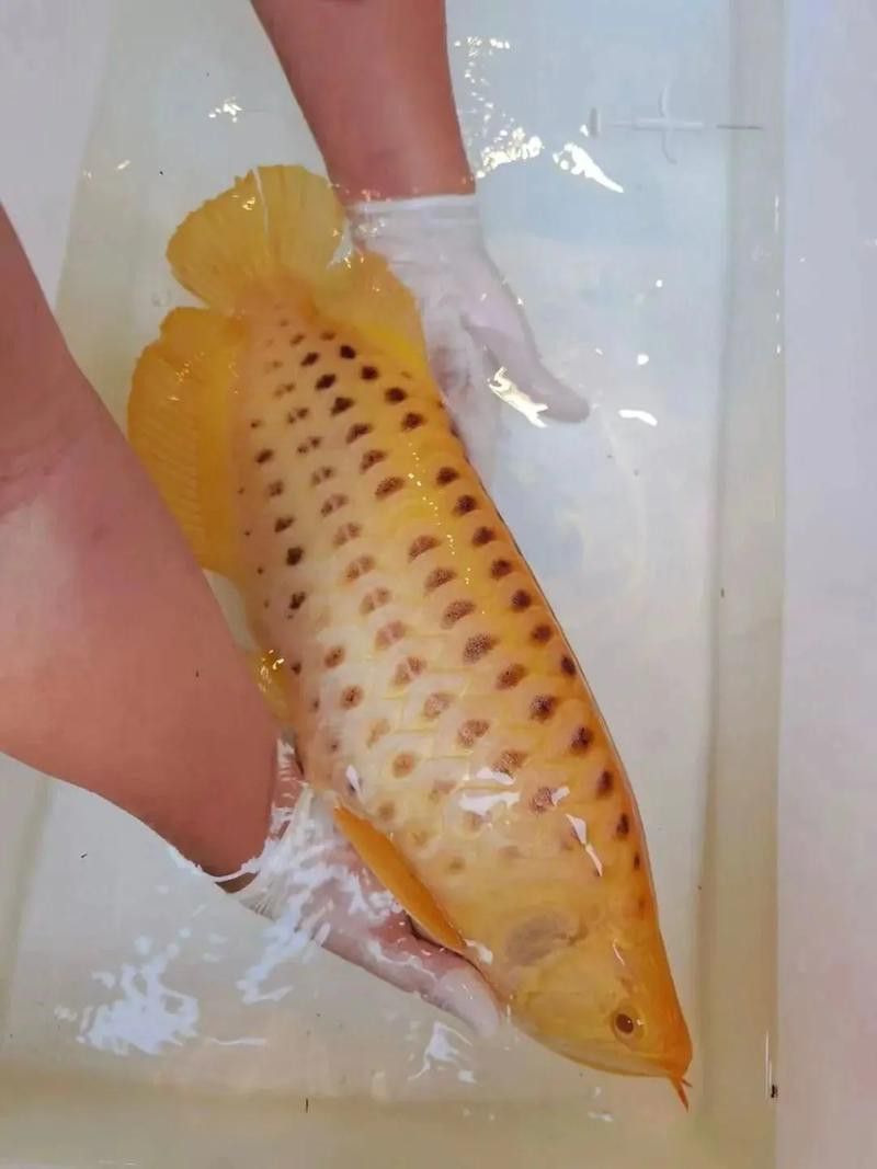 2020長城龍魚錦標(biāo)賽