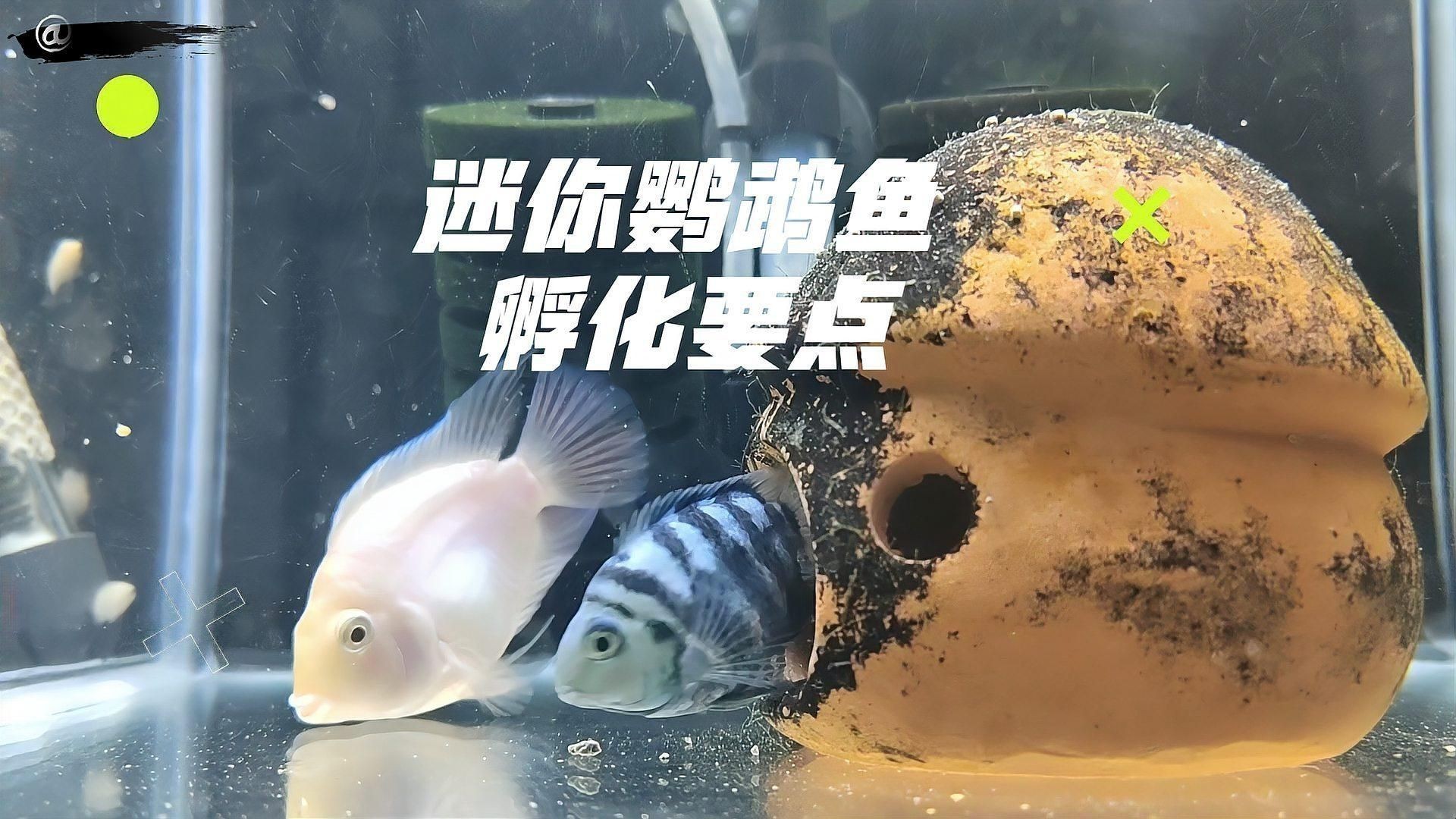迷你鸚鵡魚(yú)卵孵化要幾天