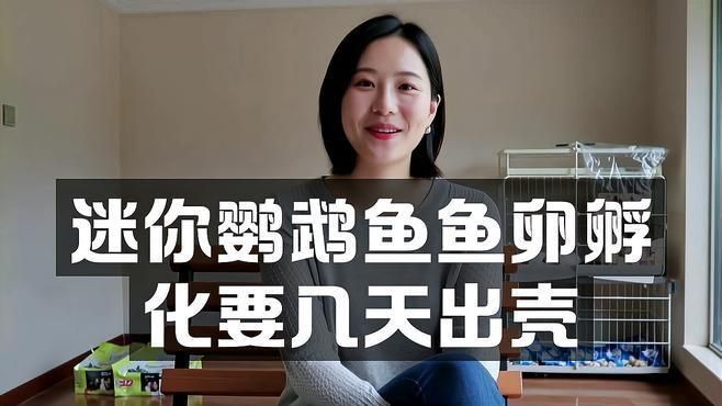 迷你鸚鵡魚(yú)卵孵化要幾天
